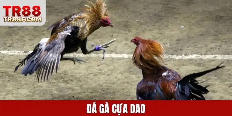 Đá gà cựa dao