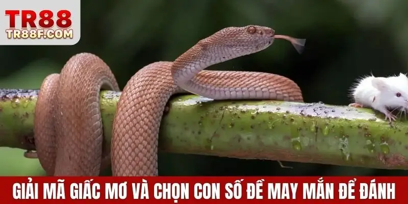 Giải mã giấc mơ và chọn con số đề may mắn để đánh