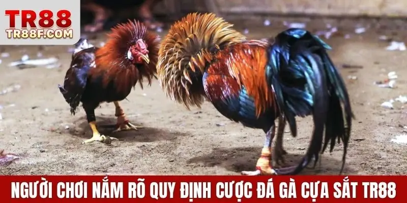Người chơi nắm rõ quy định cược đá gà cựa sắt TR88