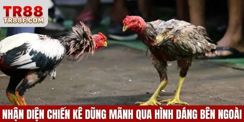 Nhận diện chiến kê dũng mãnh qua hình dáng bên ngoài